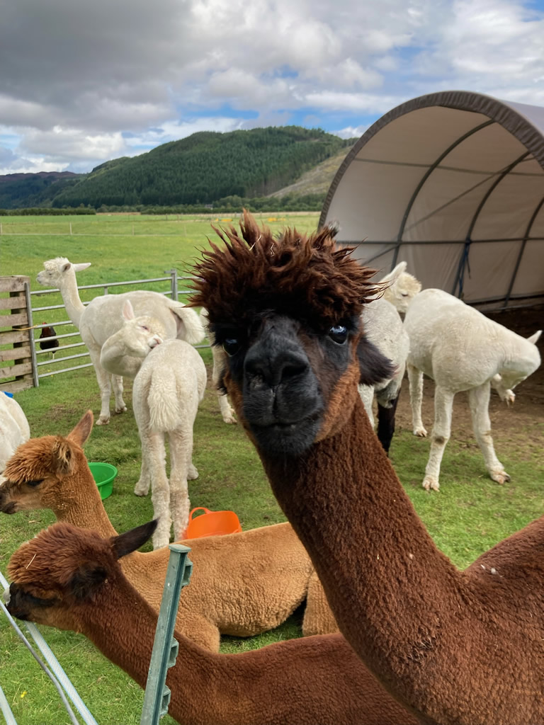 Alpacas