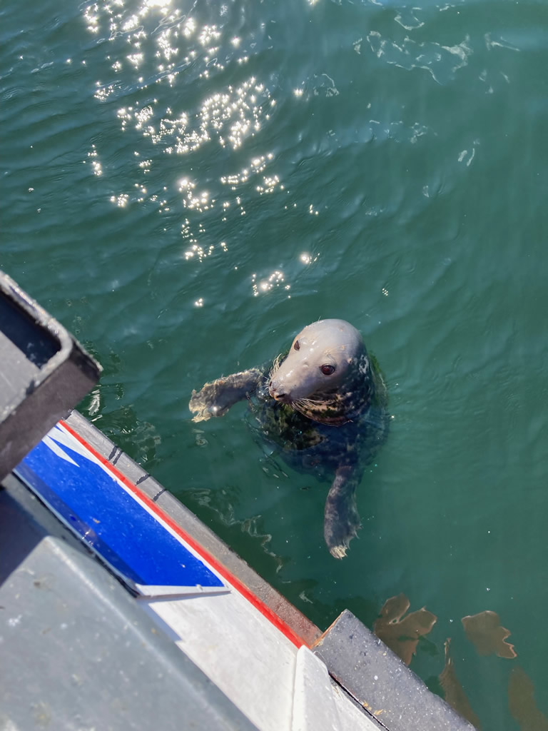 Seal